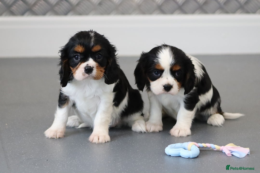 Cavalier King Charles Spaniel dogs for sale: Cavalier King Charles Puppies for sale - Advert 36