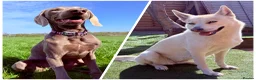 Mixed Breed dogs for sale: Gorgeous Siberian Shepsky x Weimaraner Puppies  - Advert 12