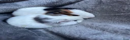 Guinea Pig rodents for sale: 8 wonderful guinea pig very friendly  - Advert 3