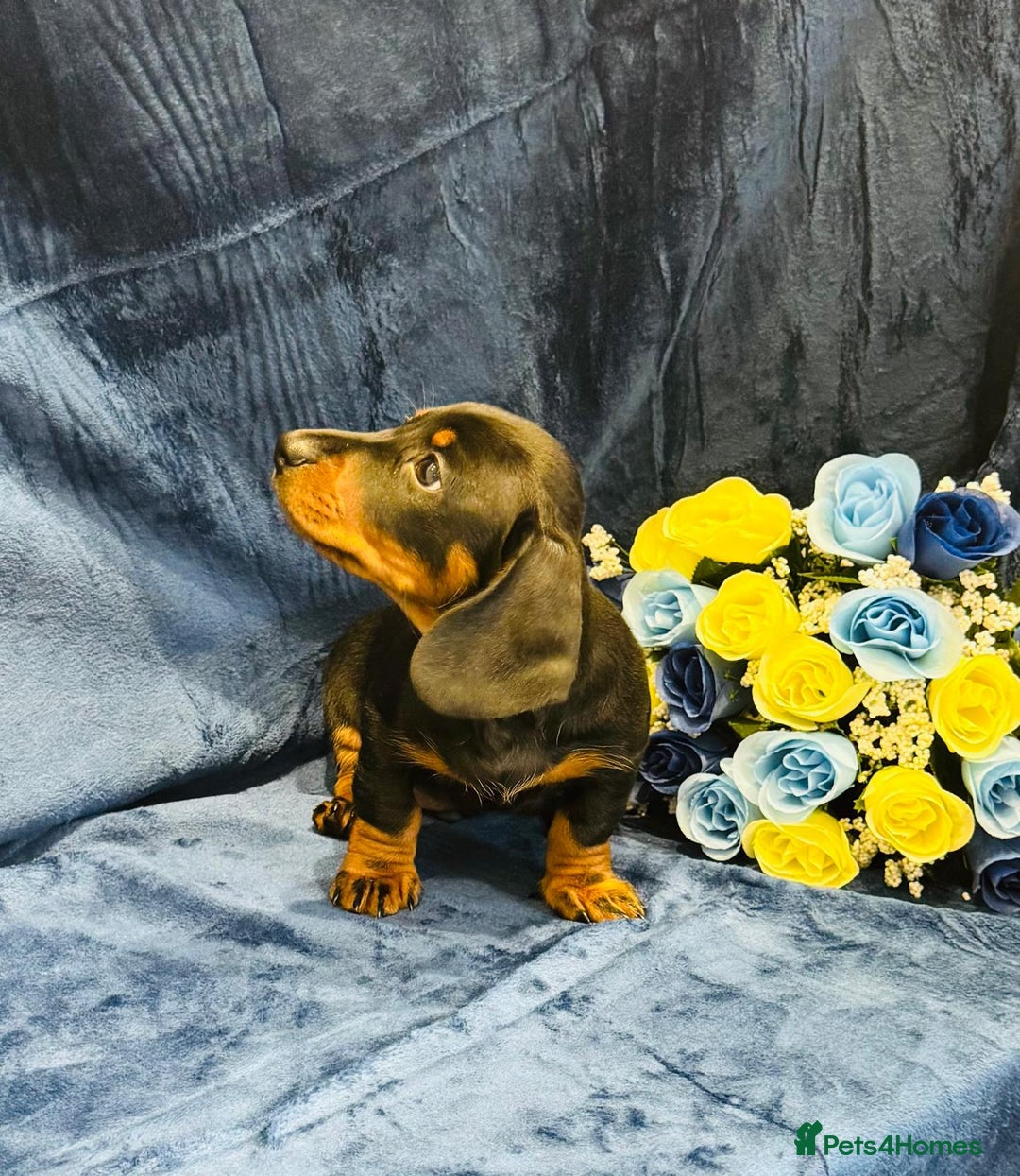 Dachshund dogs for sale: KC registration dachshund  - Advert 12