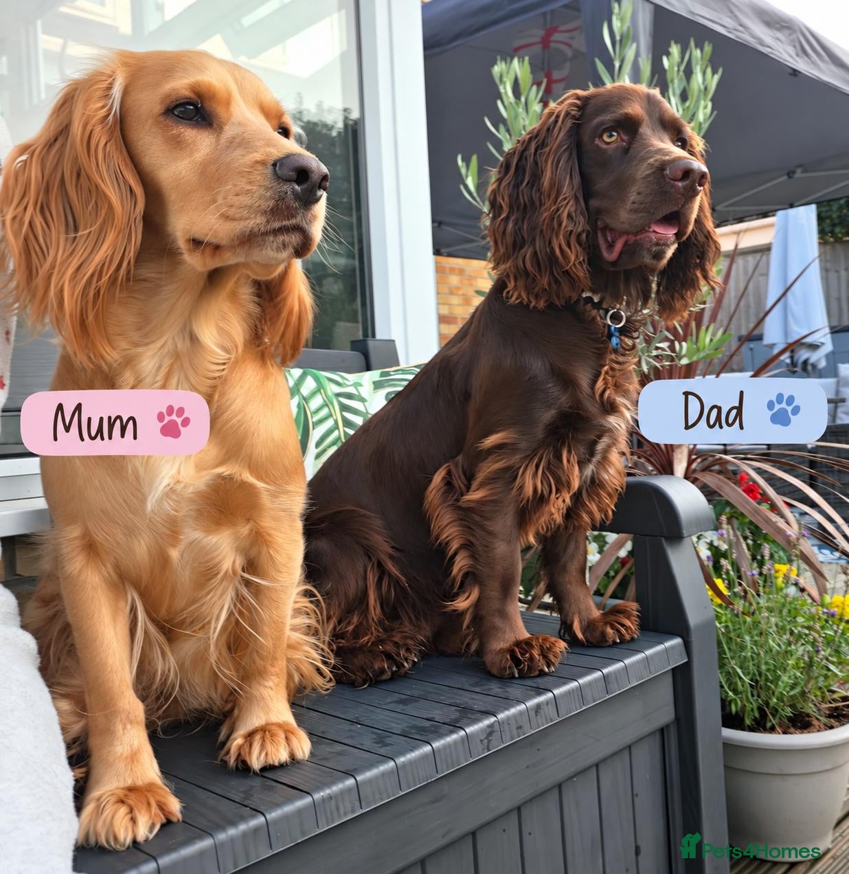 Cocker Spaniel dogs Four Beautiful Cocker Spaniel Puppies  - Advert 17