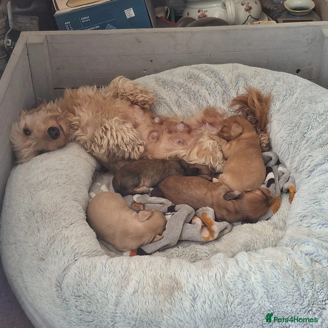 Miniature Dachshund dogs for sale: Miniature Long Haired Dachshund - Advert 2