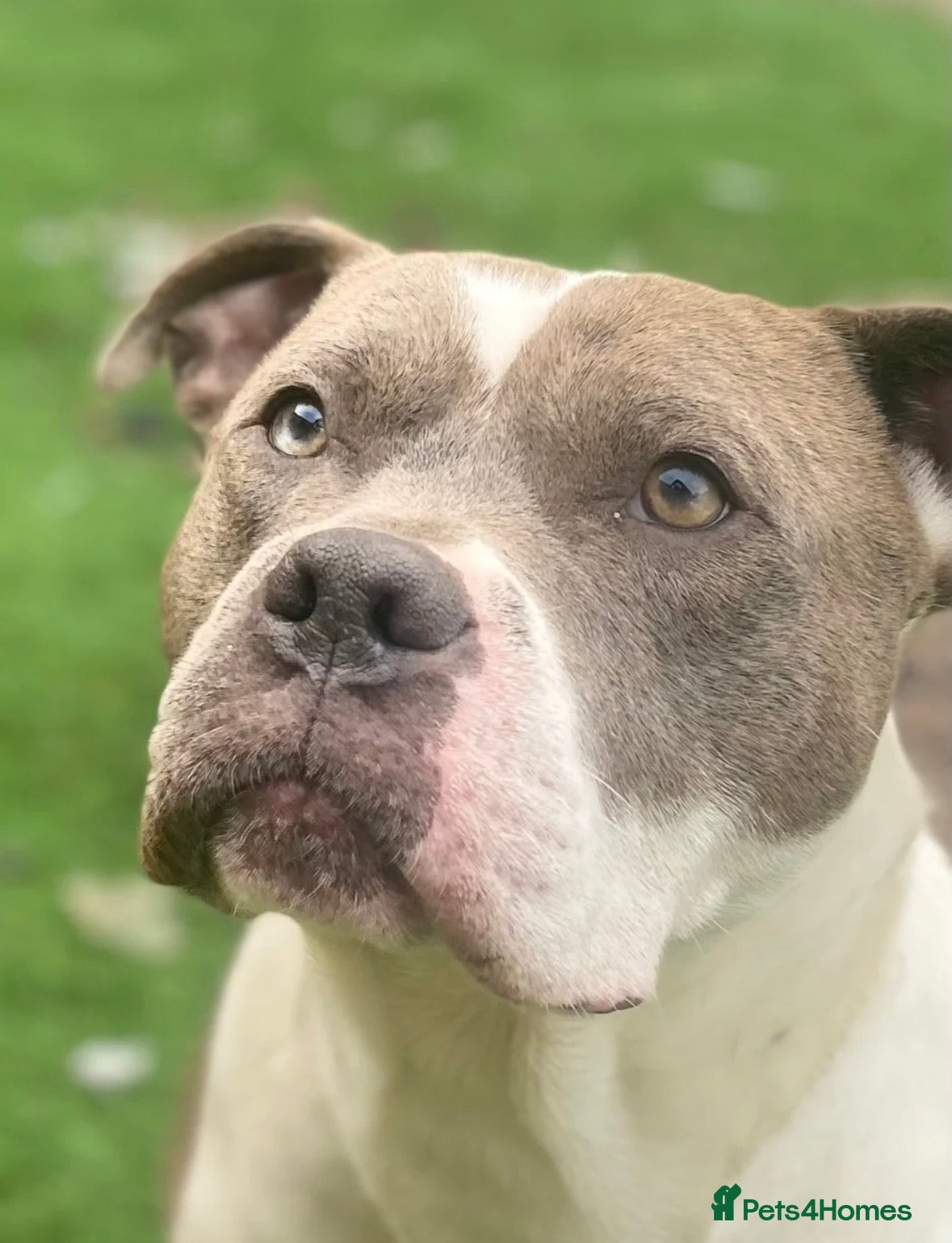 Mixed Breed dogs Rocky - Advert 2