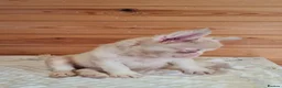 French Bulldog dogs for sale: Fluffy pink husky  **  in Stoke-on-Trent - Advert 11