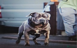 Cane Corso dogs for sale: Cane corso pups - Image 2