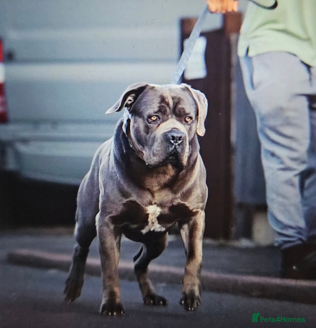 Cane Corso dogs for sale: Cane corso pups - Image 2