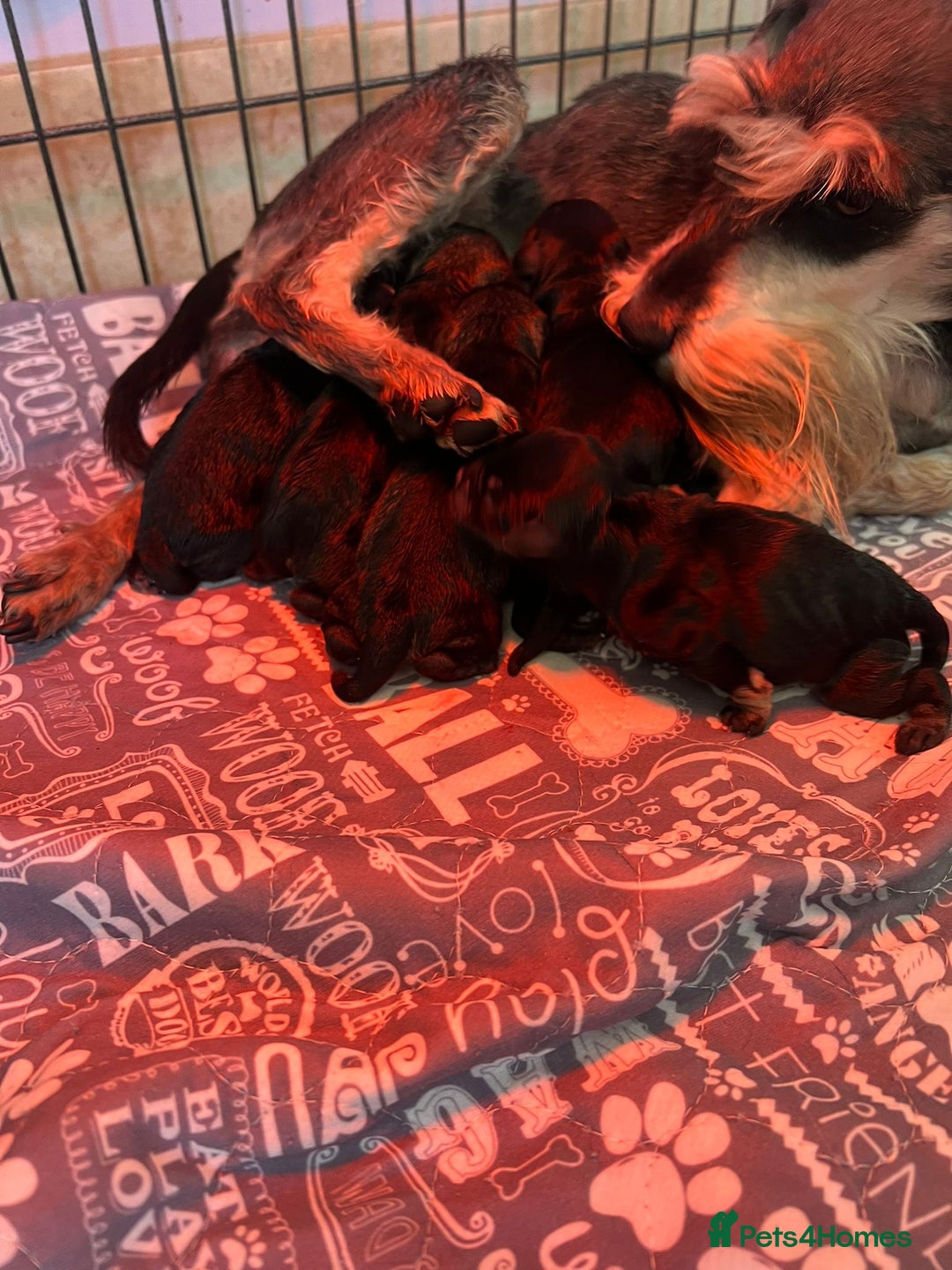 Miniature Schnauzer dogs for sale: Miniature schnauzer pups - Advert 2