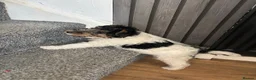 Fox Terrier dogs for sale: Beautiful Wire haired fox terrier girl for sale in Durham - Advert 4