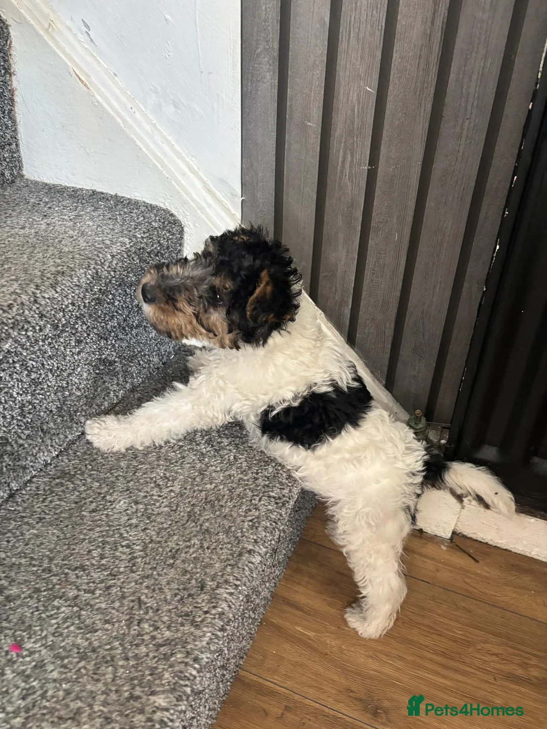 Fox Terrier dogs for sale: Beautiful Wire haired fox terrier girl for sale in Durham - Advert 4