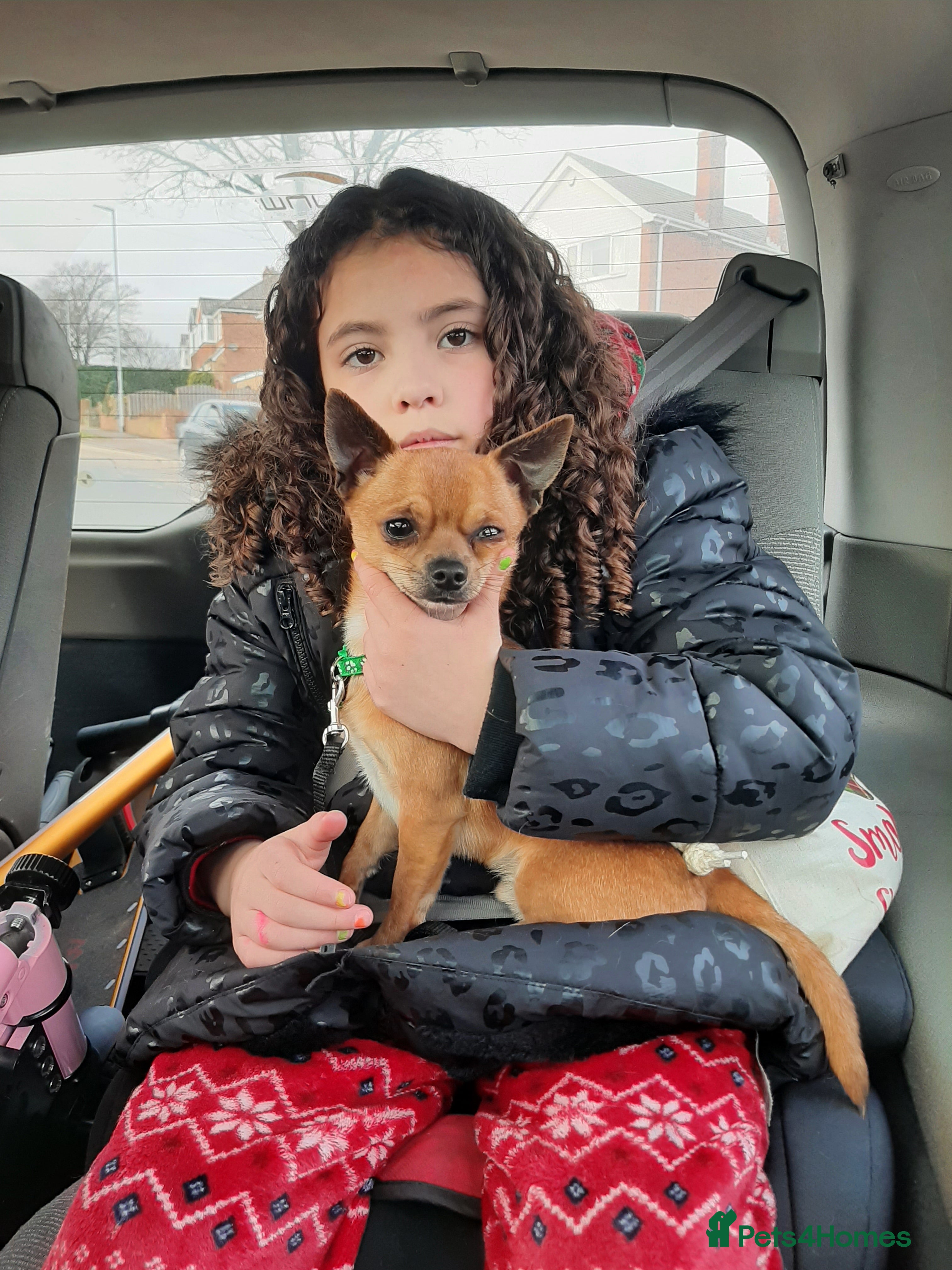 Chihuahua dogs Boy djdhdbdj - Advert 2