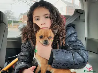 Chihuahua dogs Boy djdhdbdj - Advert 2