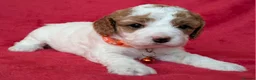 Cavapoo dogs for sale: Adorable Cavapoo Puppies From Licensed Breeder - Advert 24