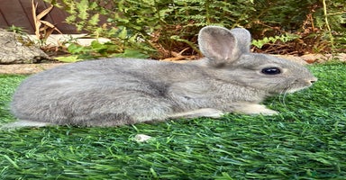 Netherland Dwarf rabbits - Advert 16