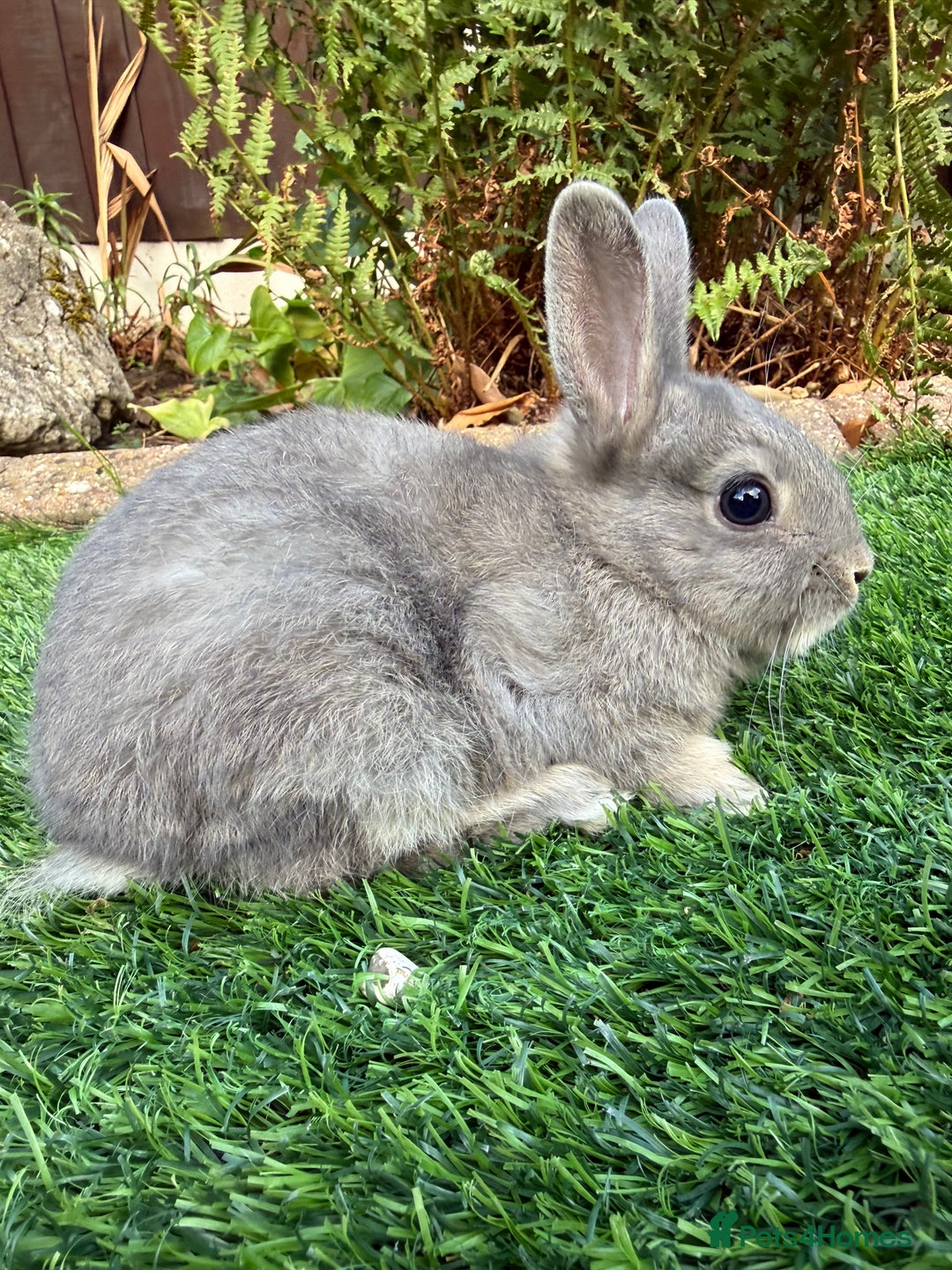 Netherland Dwarf rabbits for sale: Pure Netherland Dwarf  - Image 3