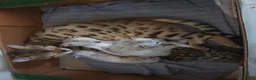 Bengal cats for sale: Pure Bengal breed - 3 girls left  - Advert 18