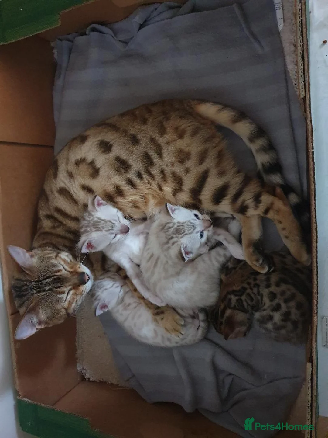 Bengal cats for sale: Pure Bengal breed - 3 girls left  - Advert 18