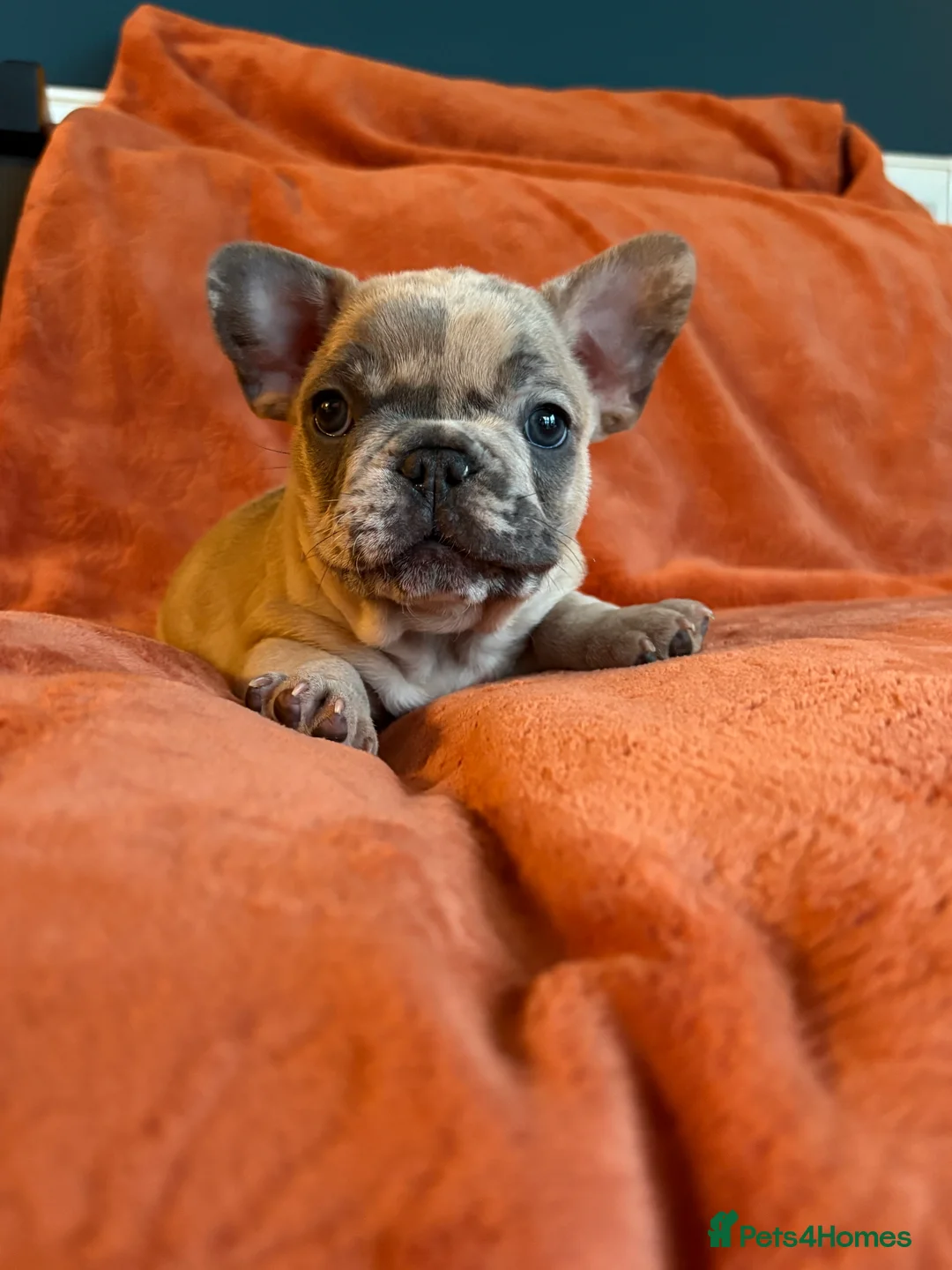 French Bulldog dogs for sale: *REDUCED*❤️‍🔥 - Advert 35