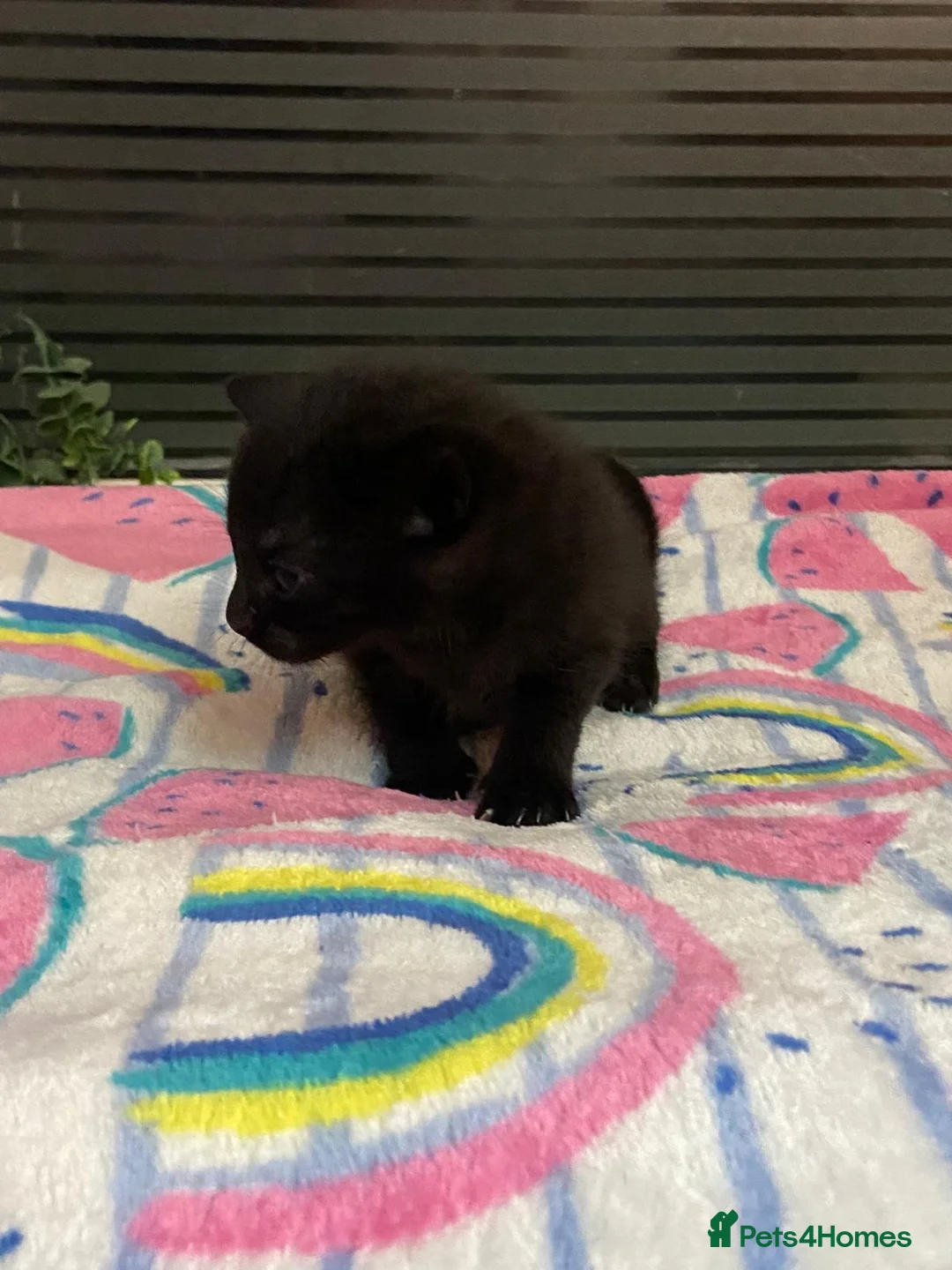 Mixed Breed cats for sale: 3 kittens  - Advert 1