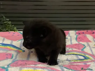 Mixed Breed cats 3 kittens - Advert 6