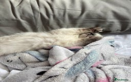 Ragdoll cats for sale: Ragdoll kittens  - Image 1