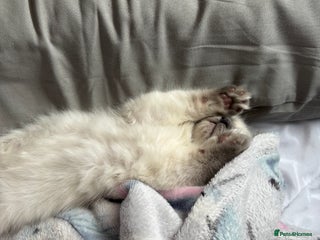 Ragdoll cats - Advert 10