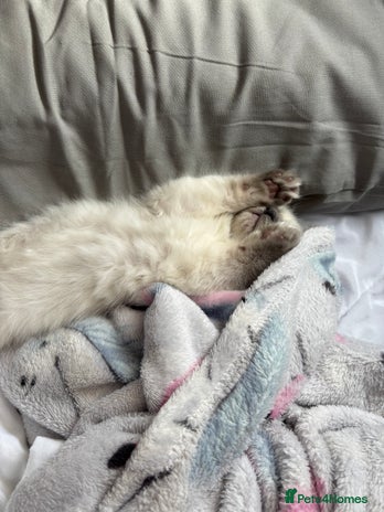 Ragdoll cats - Advert 11