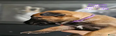 Belgian Shepherd Dog Puppy 8