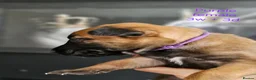 Belgian Shepherd Dog dogs for sale: Belgian Malinois Puppies in Sunderland - Advert 11