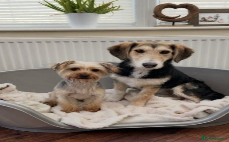 Mixed Breed dogs - Advert 1