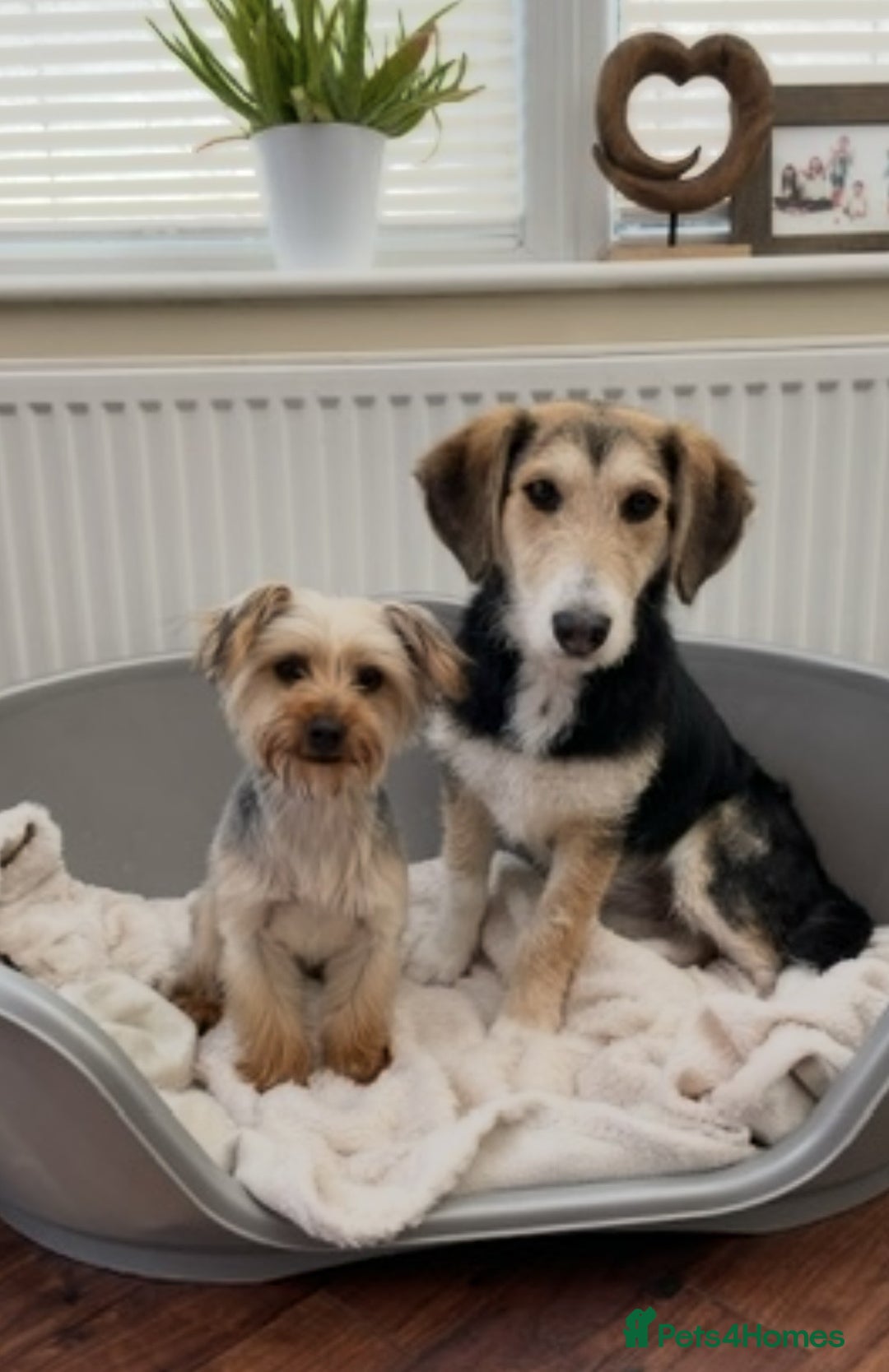 Mixed Breed dogs for sale: Pure Breed Yorkie Girl x 1 and Collie Mix Girl x 1 - Image 1