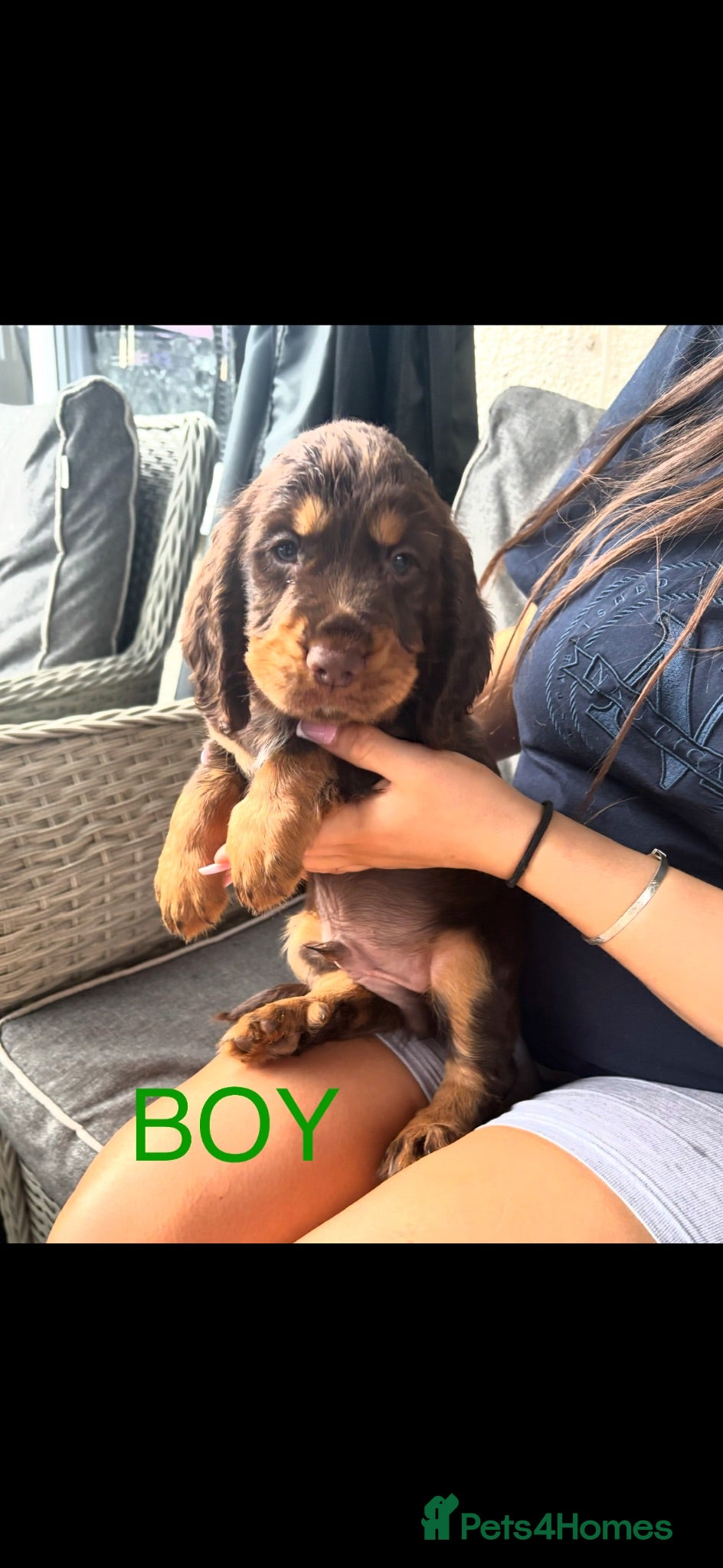 Cocker Spaniel dogs Working Cocker spaniel puppies for sale - Advert 11