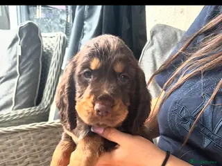Cocker Spaniel dogs Working Cocker spaniel puppies for sale - Advert 11