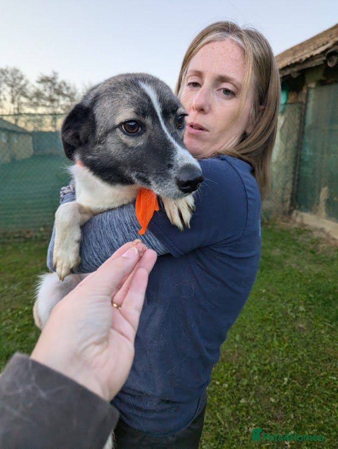 Mixed Breed dogs for adoption: Kiki for adoption - Advert 2