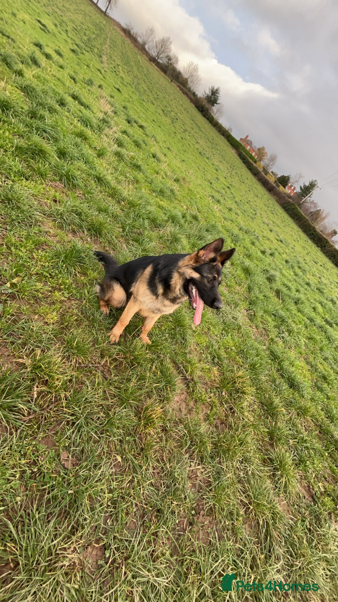 German Shepherd dogs for sale: Almost 2 year old boy for sale - Advert 8