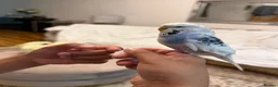 Budgerigars birds for sale: SILLY TAME BUDGIE REALLY FRIENDLY  - Advert 3