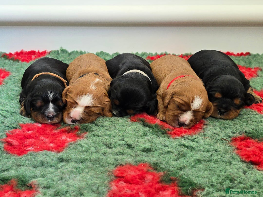 Cavalier King Charles Spaniel dogs for sale: ALL RESERVED in Shrewsbury - Image 10