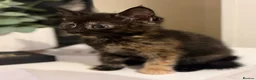 Mixed Breed cats for sale: 5 mixed kittens for sale  in Wallasey - Advert 23