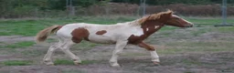 Dartmoor horses for sale: Beautiful & quiet Dartmoor Hill Colt in Colchester - Advert 4