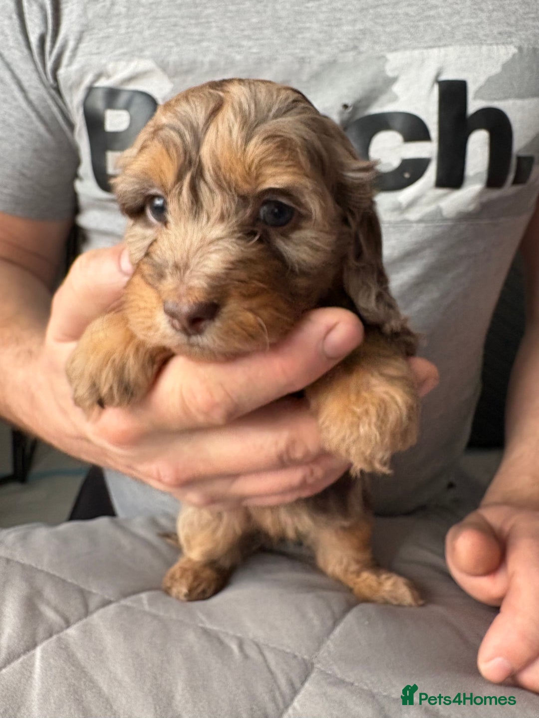 Mixed Breed dogs for sale: Dachshund x King Charles spaniel puppies for sale  - Advert 11