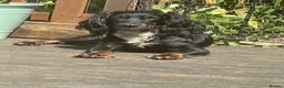 Cocker Spaniel dogs for sale: Working cocker spaniels  - Advert 16