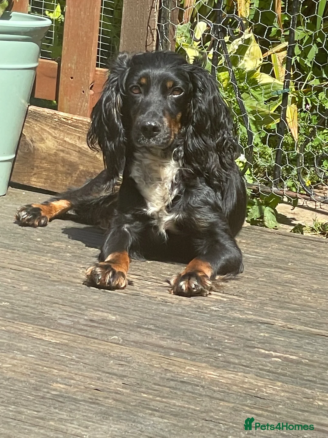 Cocker Spaniel dogs for sale: Working cocker spaniels  - Advert 16