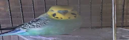 Budgerigars birds for sale: Male budgies in Basingstoke - Advert 5