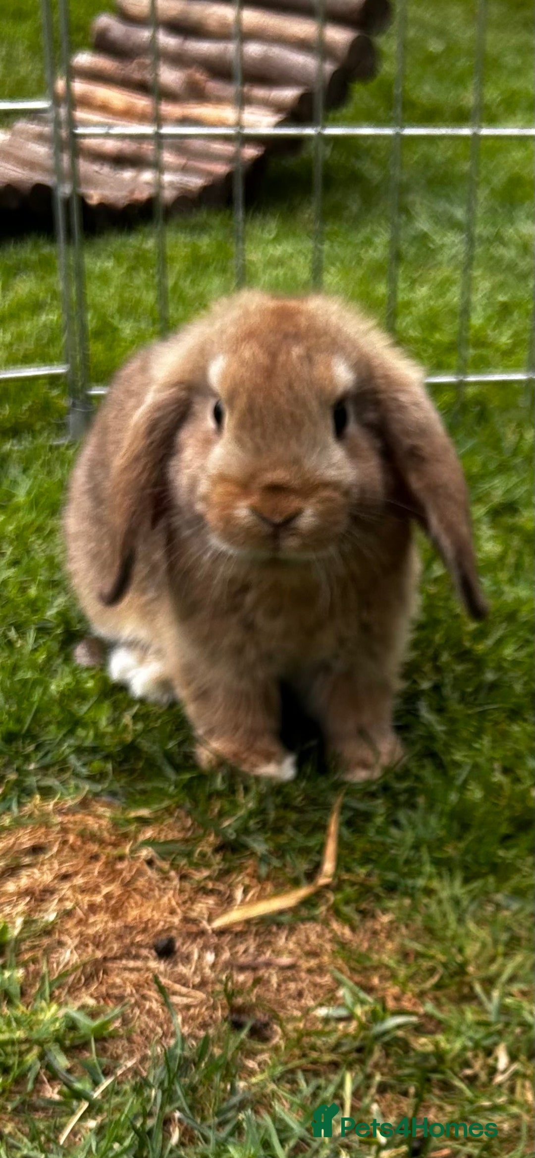 Mini Lop rabbits for sale: mini lops  - Image 3