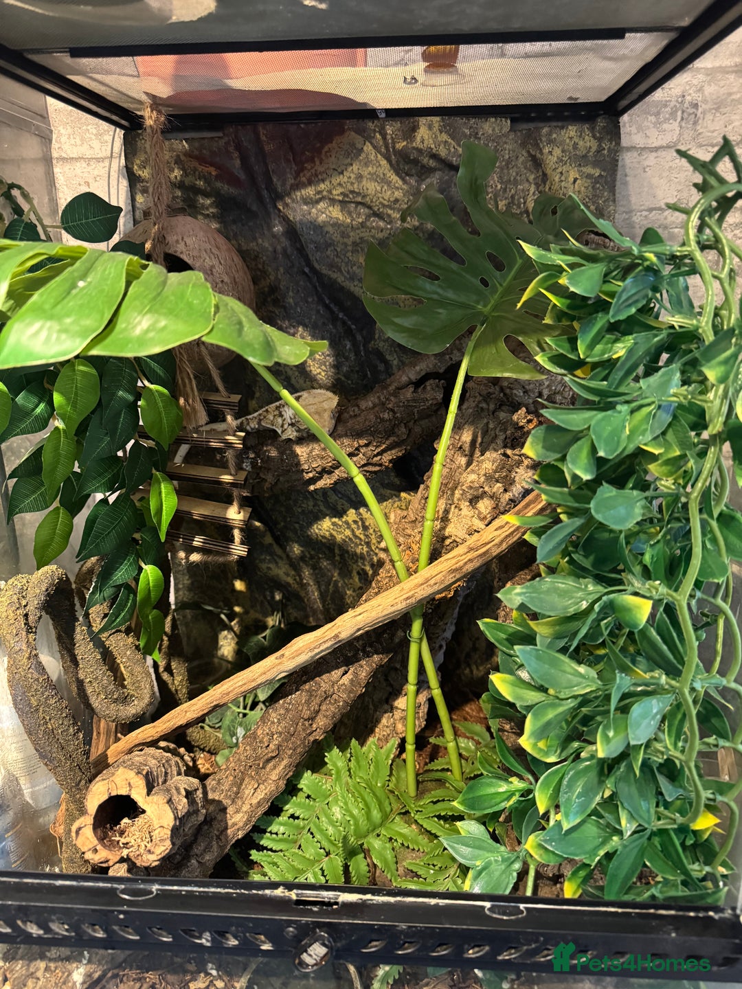 Gecko reptiles for sale: 5 mixed lizards available  in Yelverton - Advert 3