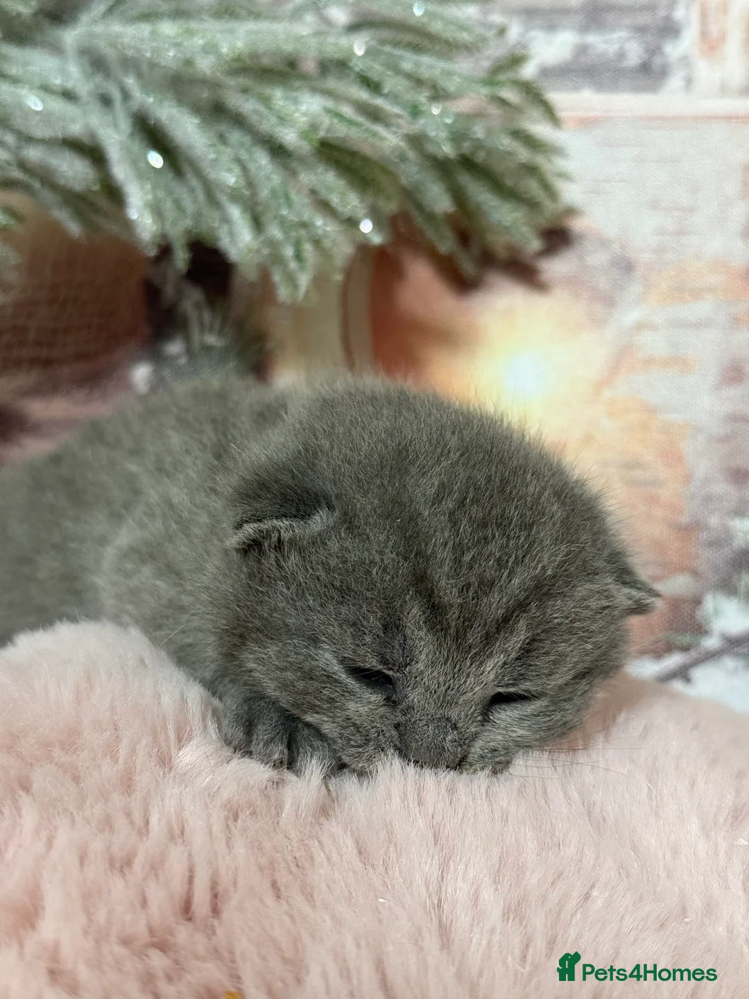 British Shorthair cats for sale: British Blue Short Hair Kittens  in Craigavon - Advert 2