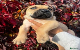 Presa Canario dogs for sale: 🏆UKC Pedigree Champion blood Presa Canario pups🏆 - Image 13