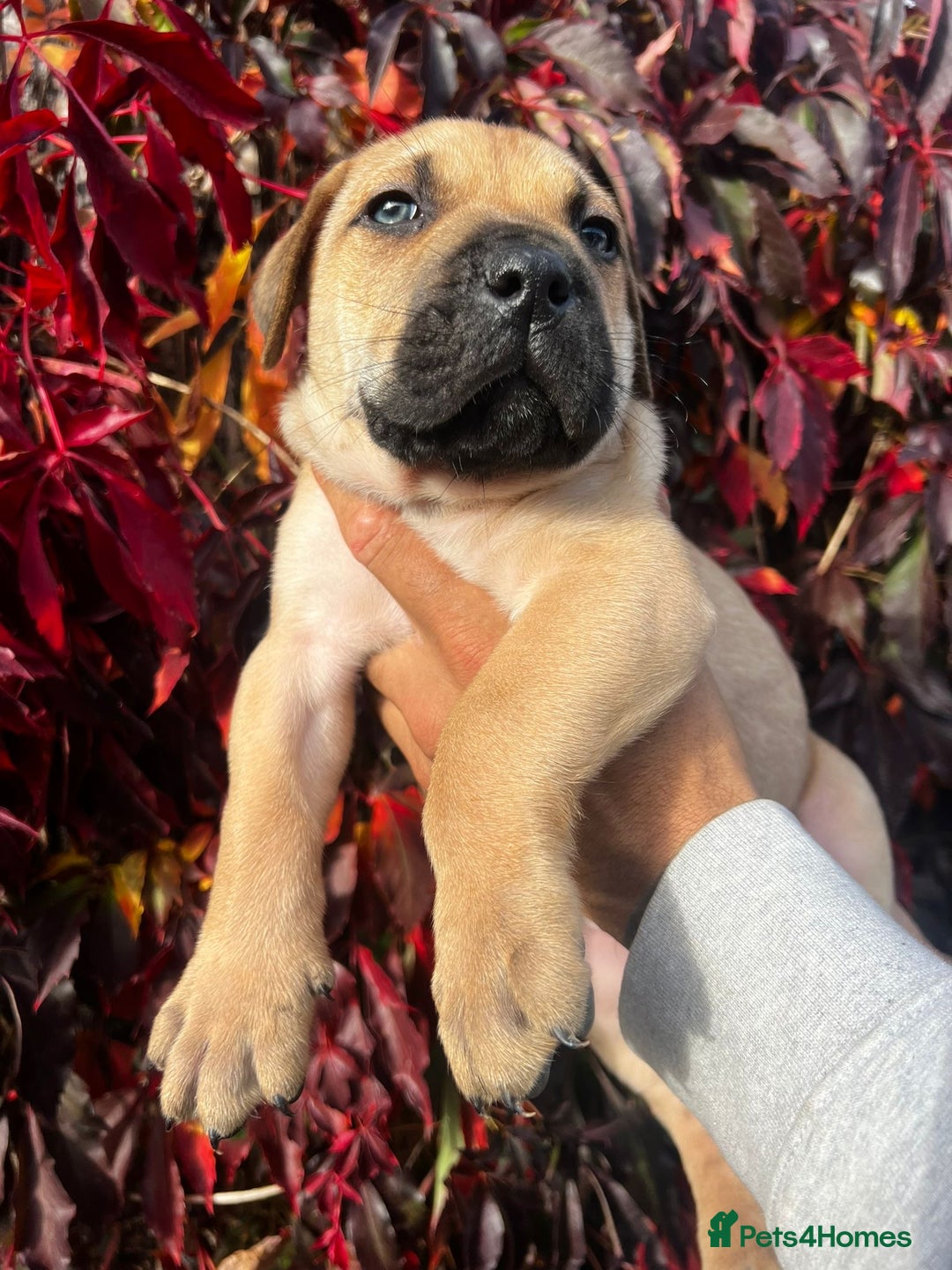 Presa Canario dogs for sale: 🏆UKC Pedigree Champion blood Presa Canario pups🏆 - Image 13