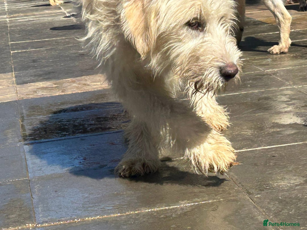 Mixed Breed dogs for adoption: Poppy - Norwich Norfolk  - Image 6