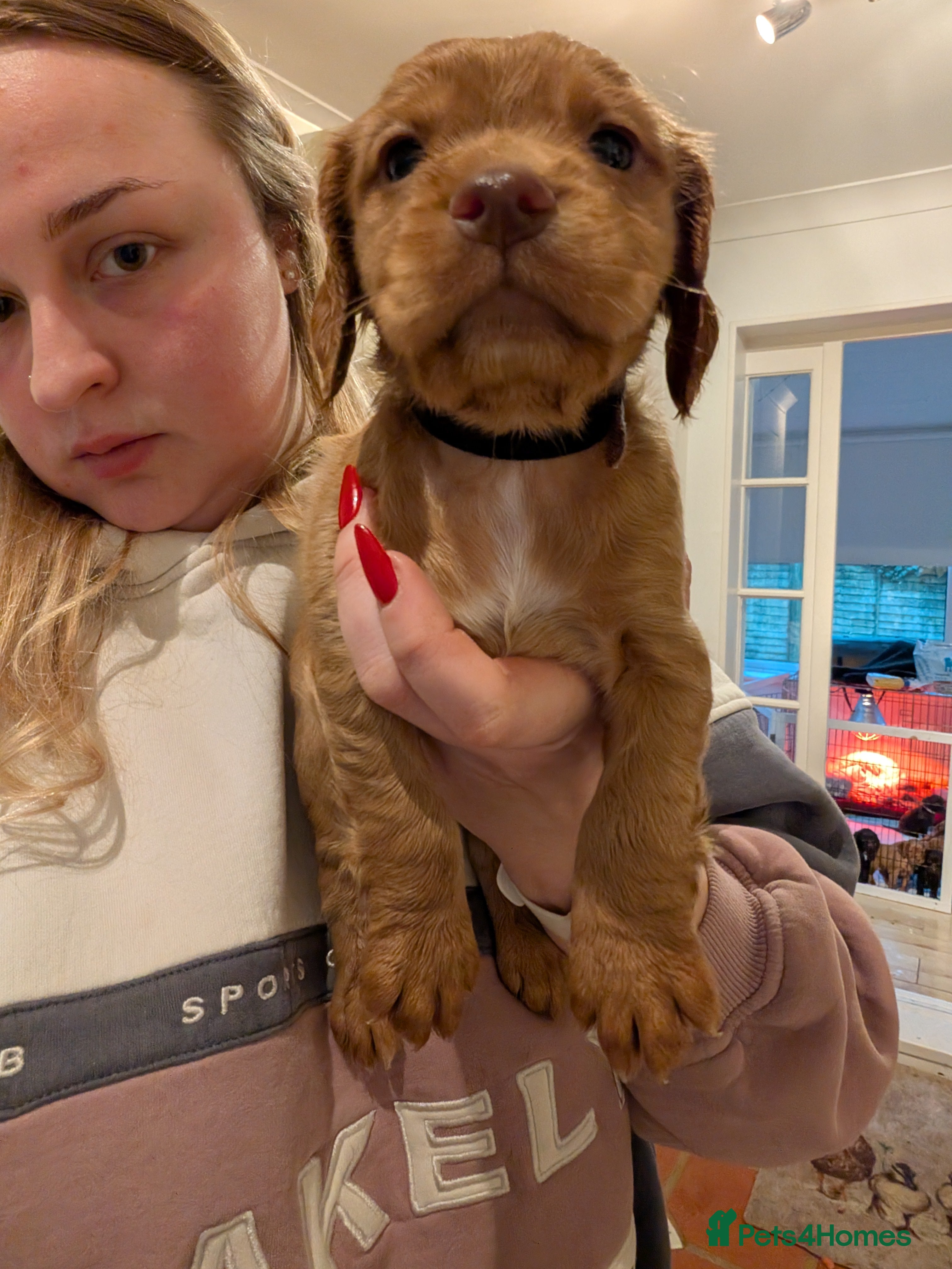 Cocker Spaniel dogs 1 MALE KC DNA CLEAR PUP TO RESERVE - Advert 1
