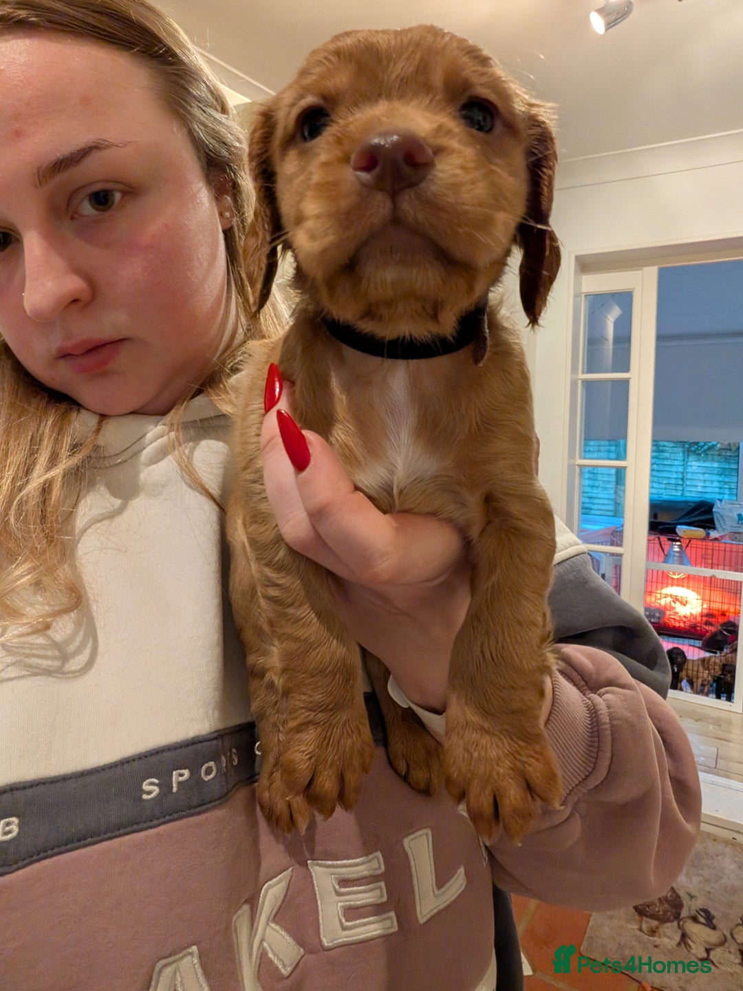 Cocker Spaniel dogs for sale: 1 MALE KC DNA CLEAR PUP TO RESERVE - Advert 1